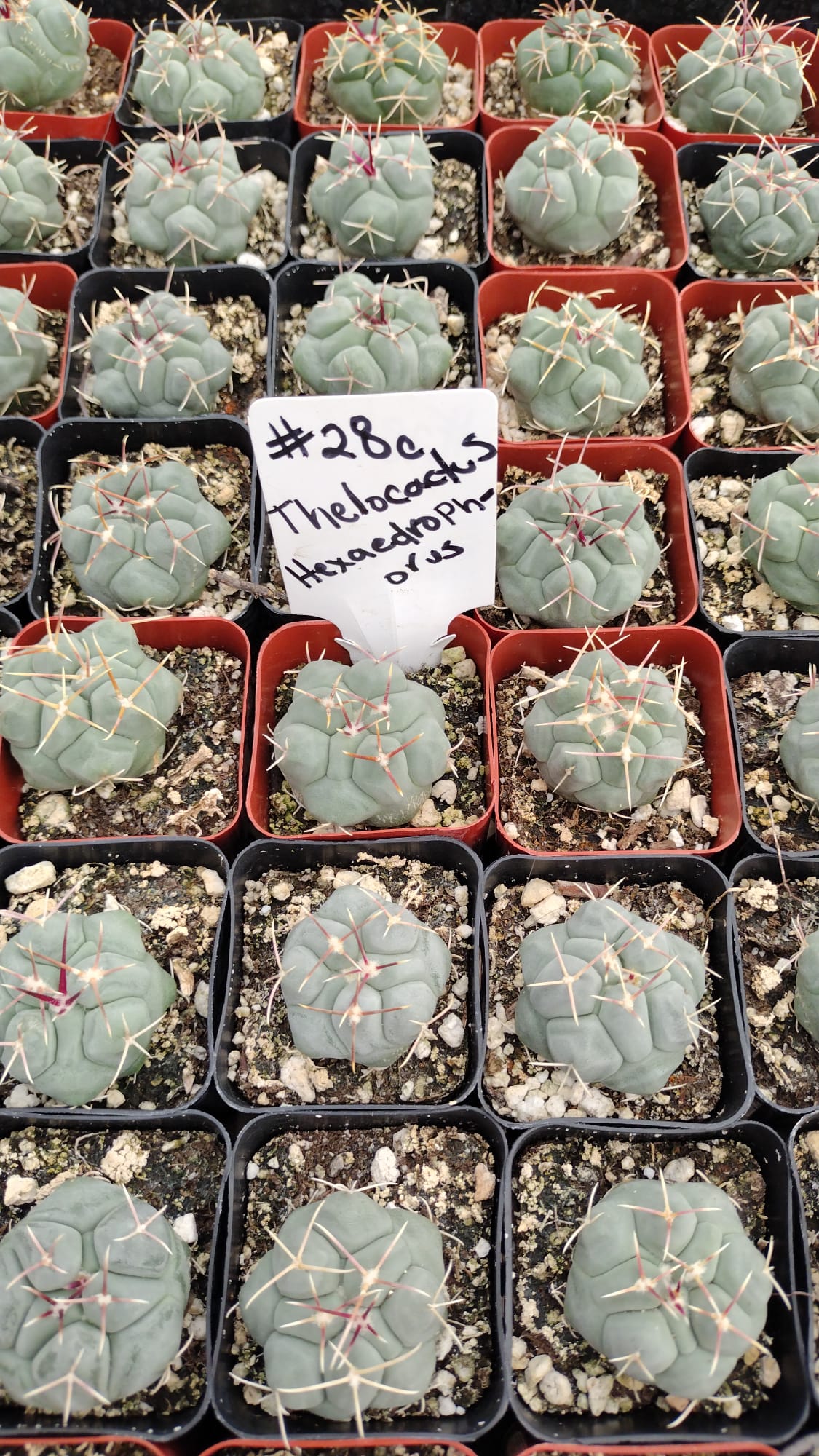 #28c Thelocactus hexaedrophorus-Cactus - Small - Exact Type-The Succulent Source