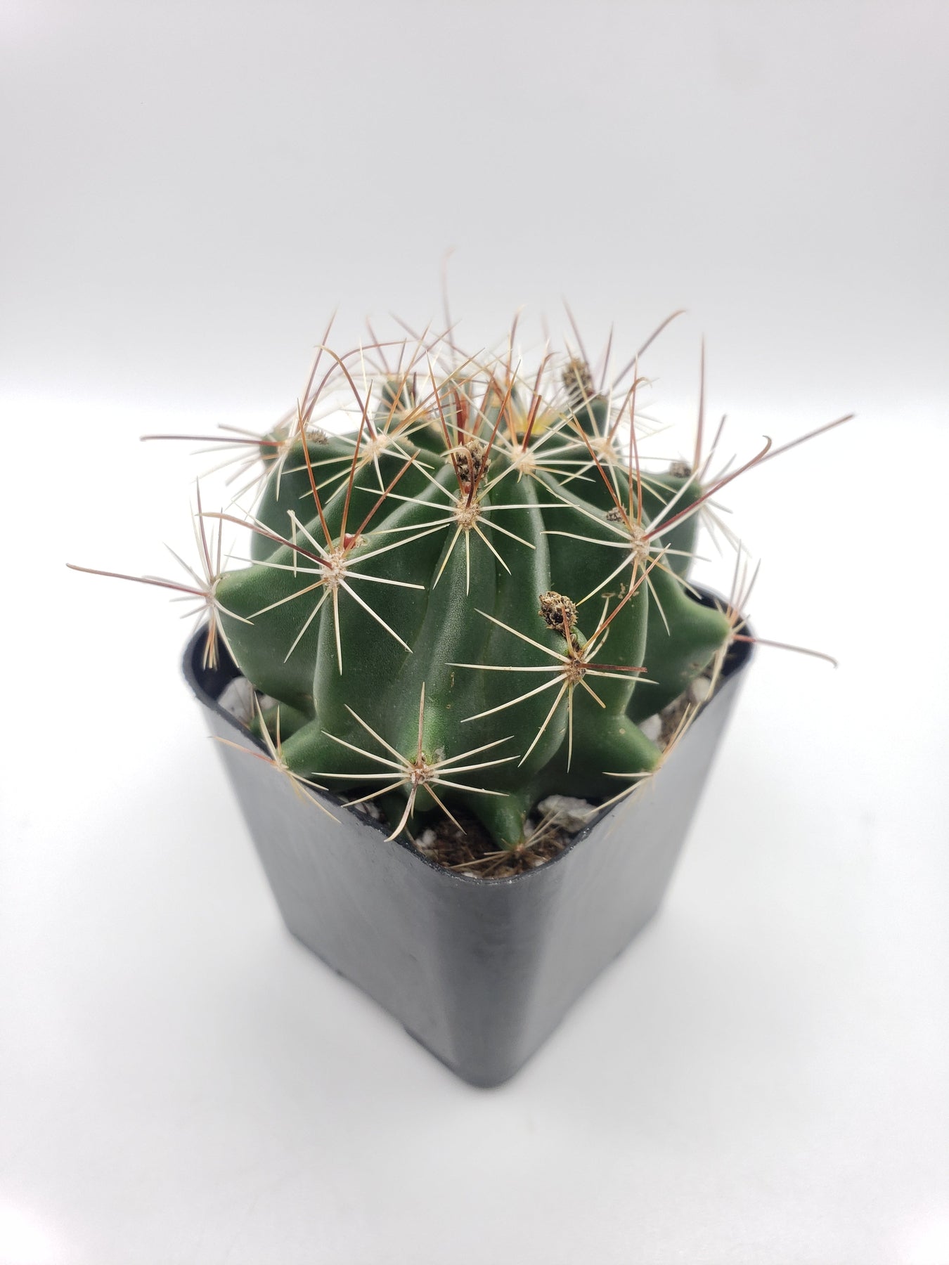 #29c Hamatocactus Setispinus-Cactus - Small - Exact Type-The Succulent Source
