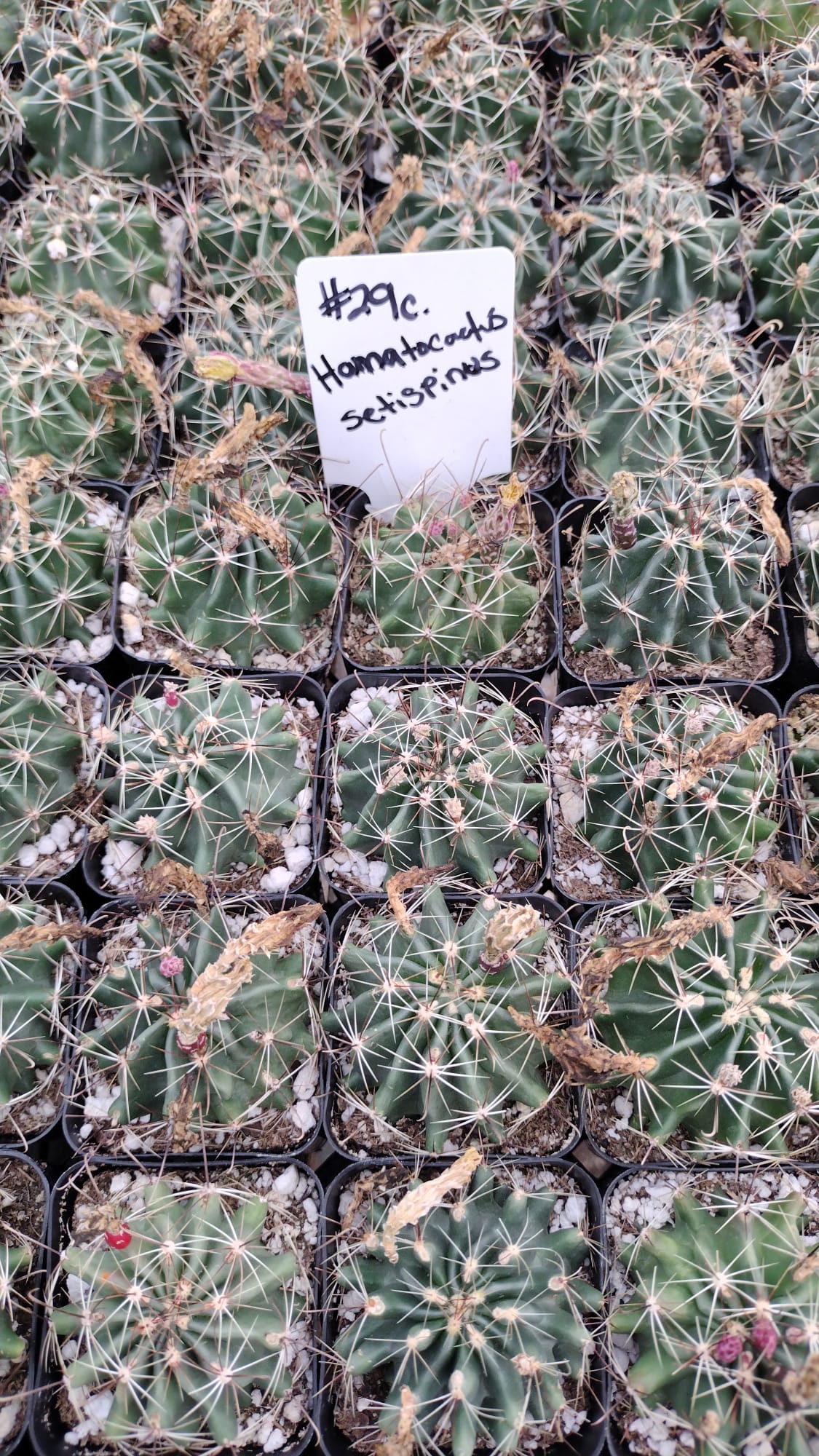 #29c Hamatocactus Setispinus-Cactus - Small - Exact Type-The Succulent Source
