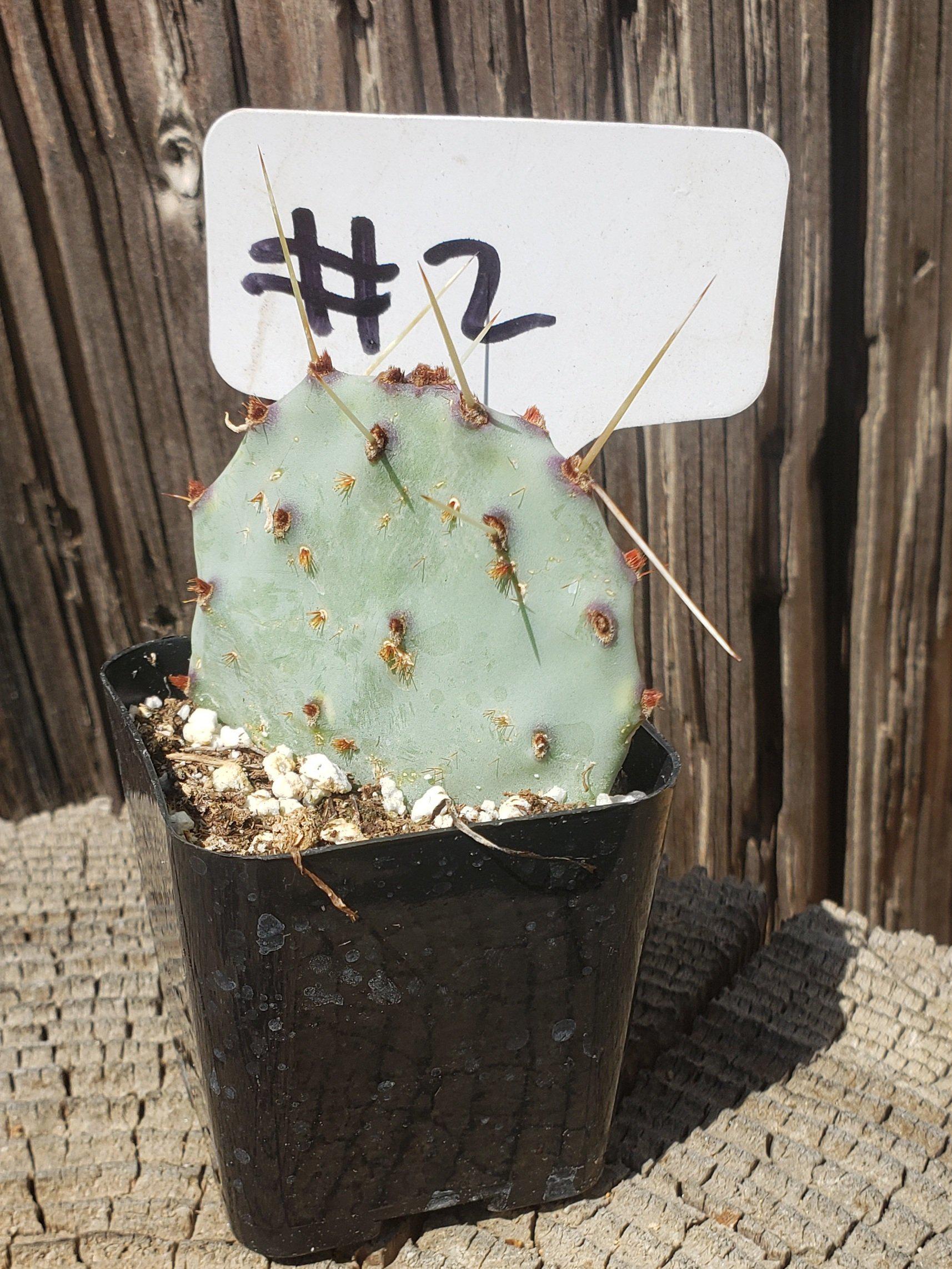 #2 Opuntia-Cactus - Small - Exact Type-The Succulent Source