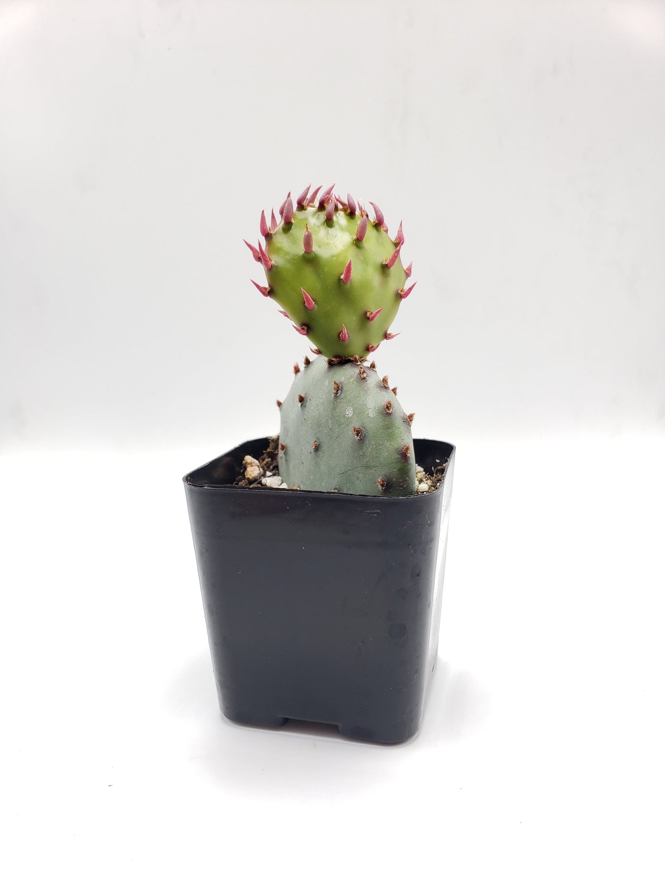 #2C Opuntia 2"-Cactus - Small - Exact Type-The Succulent Source