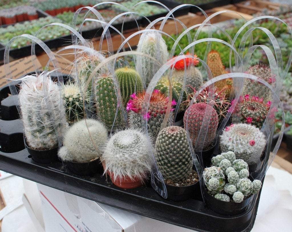 2.5" Assorted Cactus (w/ Names) bulk wholesale succulent prices at the succulent source - 2