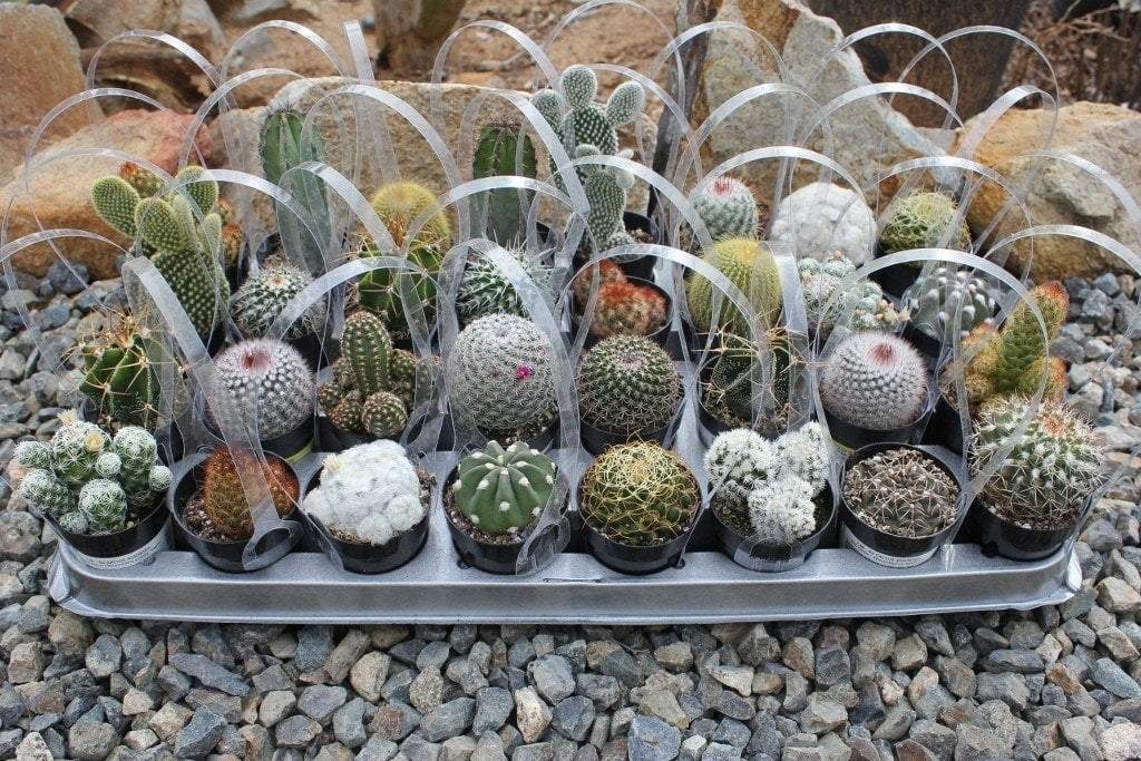 2.5" Assorted Cactus (w/ Names) bulk wholesale succulent prices at the succulent source - 1