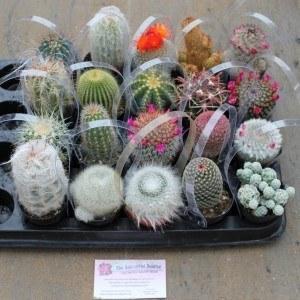 2.5" Assorted Cactus (w/ Names) bulk wholesale succulent prices at the succulent source - 3