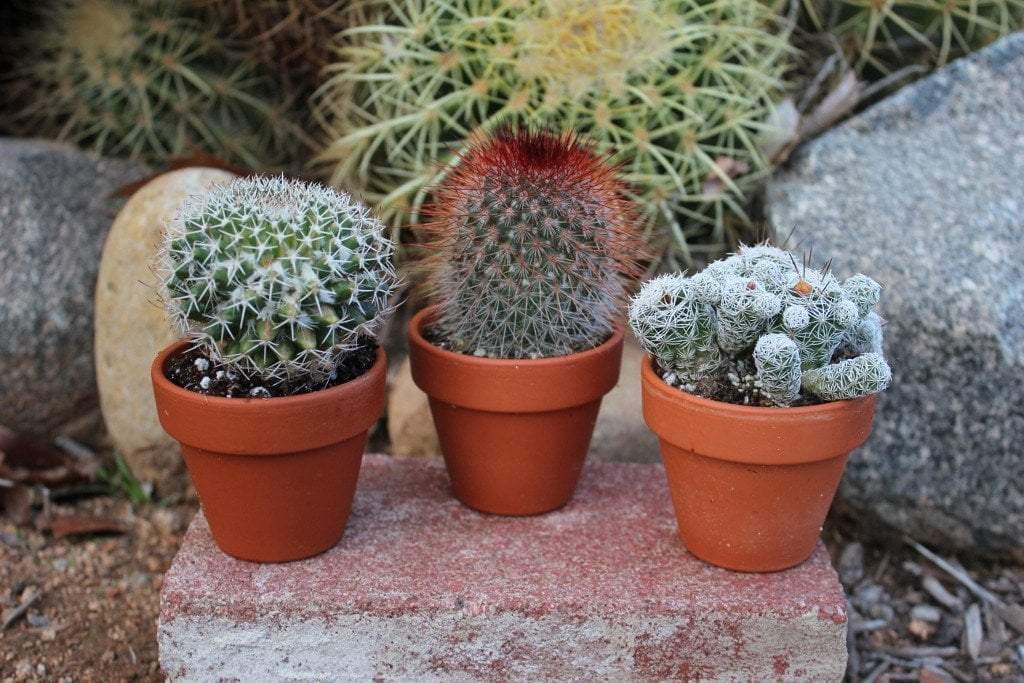 2.5" Assorted Cactus (w/ Names) bulk wholesale succulent prices at the succulent source - 4