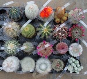 2.5" Assorted Cactus (w/ Names) bulk wholesale succulent prices at the succulent source - 5