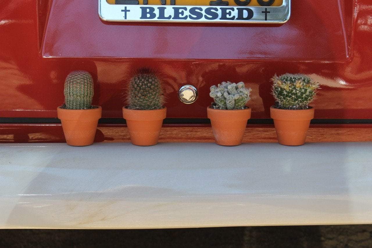 2.5" Assorted Cactus (w/ Names) bulk wholesale succulent prices at the succulent source - 6