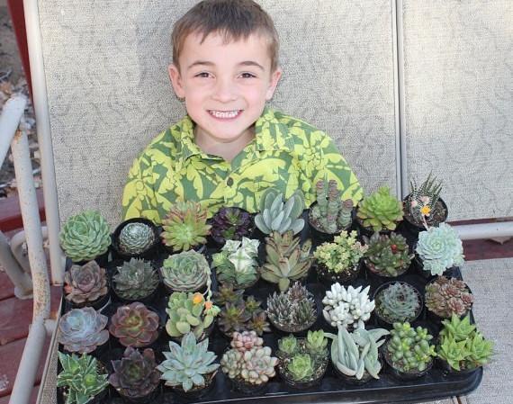 2.5" Assorted Succulents bulk wholesale succulent prices at the succulent source - 6