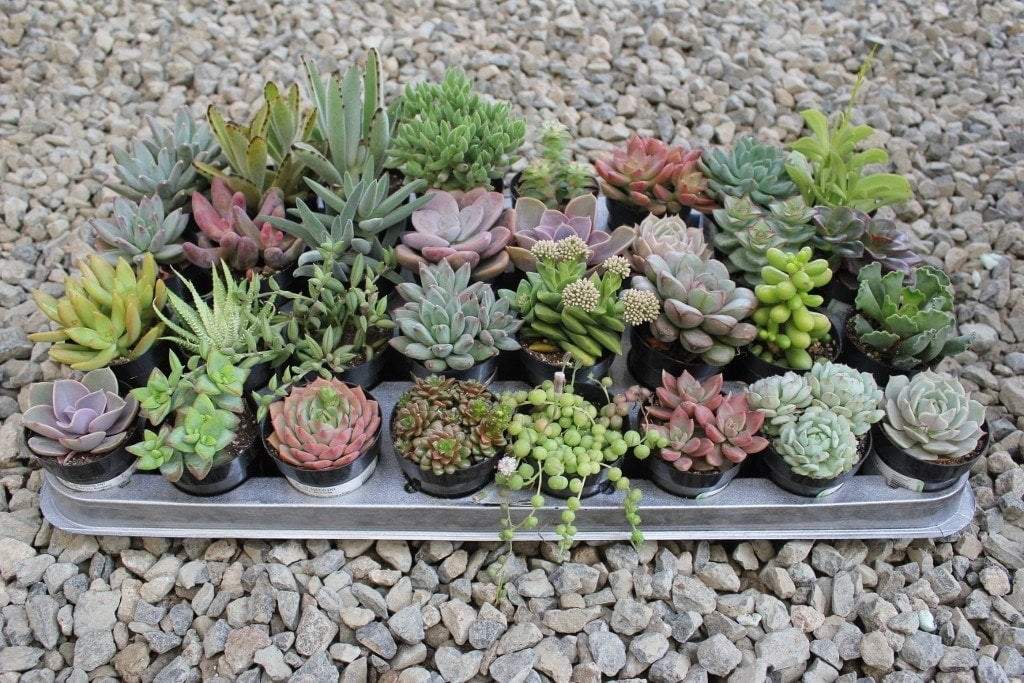 Assorted Mature Succulents 2.5 in Succulent Gift Favors