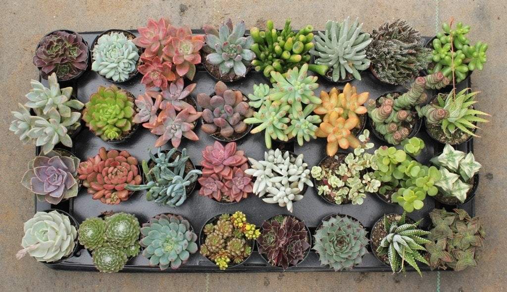 2.5" Assorted Succulents bulk wholesale succulent prices at the succulent source - 9