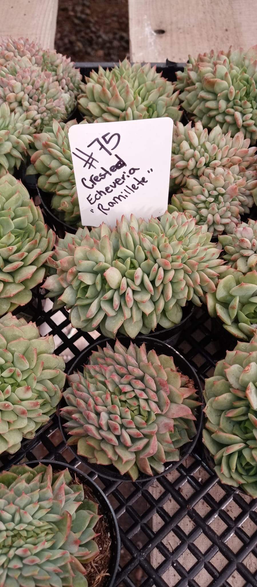 2.5" Crested Echeveria Ramilette-succulent-small-exact 2.5"-The Succulent Source