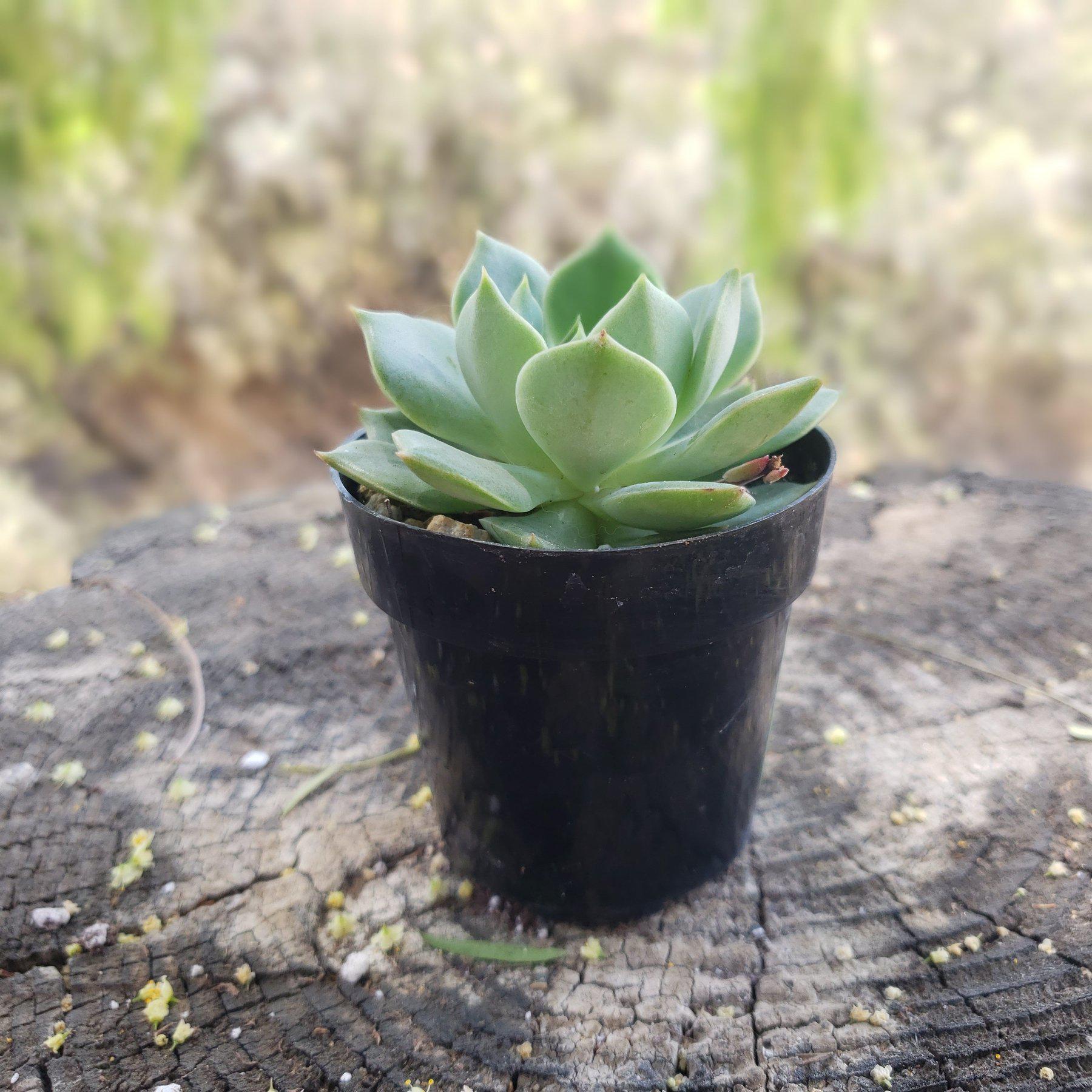 2.5" RAMILETTE ECHEVERIA-Succulent - Small - Exact 2.5 Type-The Succulent Source