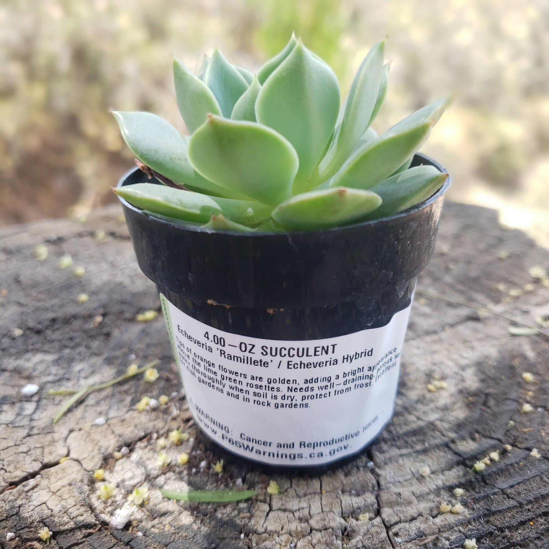 2.5" RAMILETTE ECHEVERIA-Succulent - Small - Exact 2.5 Type-The Succulent Source