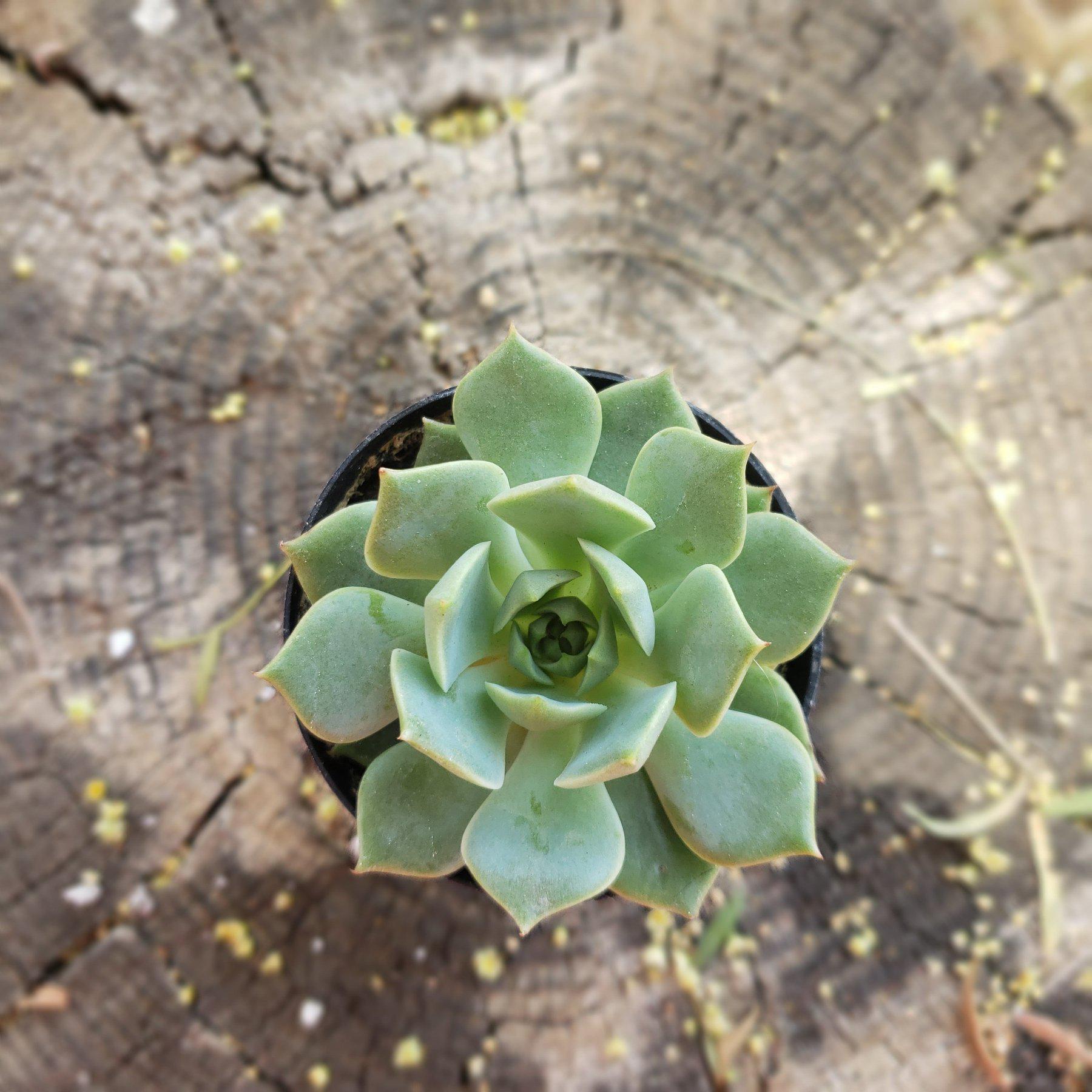2.5" RAMILETTE ECHEVERIA-Succulent - Small - Exact 2.5 Type-The Succulent Source