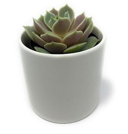 2.5" Rosette Succulents-Succulent - Small - Favor-The Succulent Source