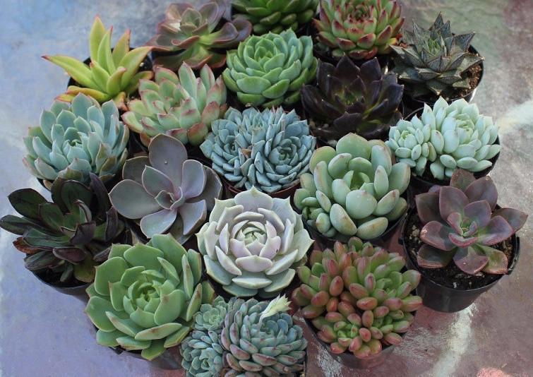2.5" Rosette Succulents bulk wholesale succulent prices at the succulent source - 6
