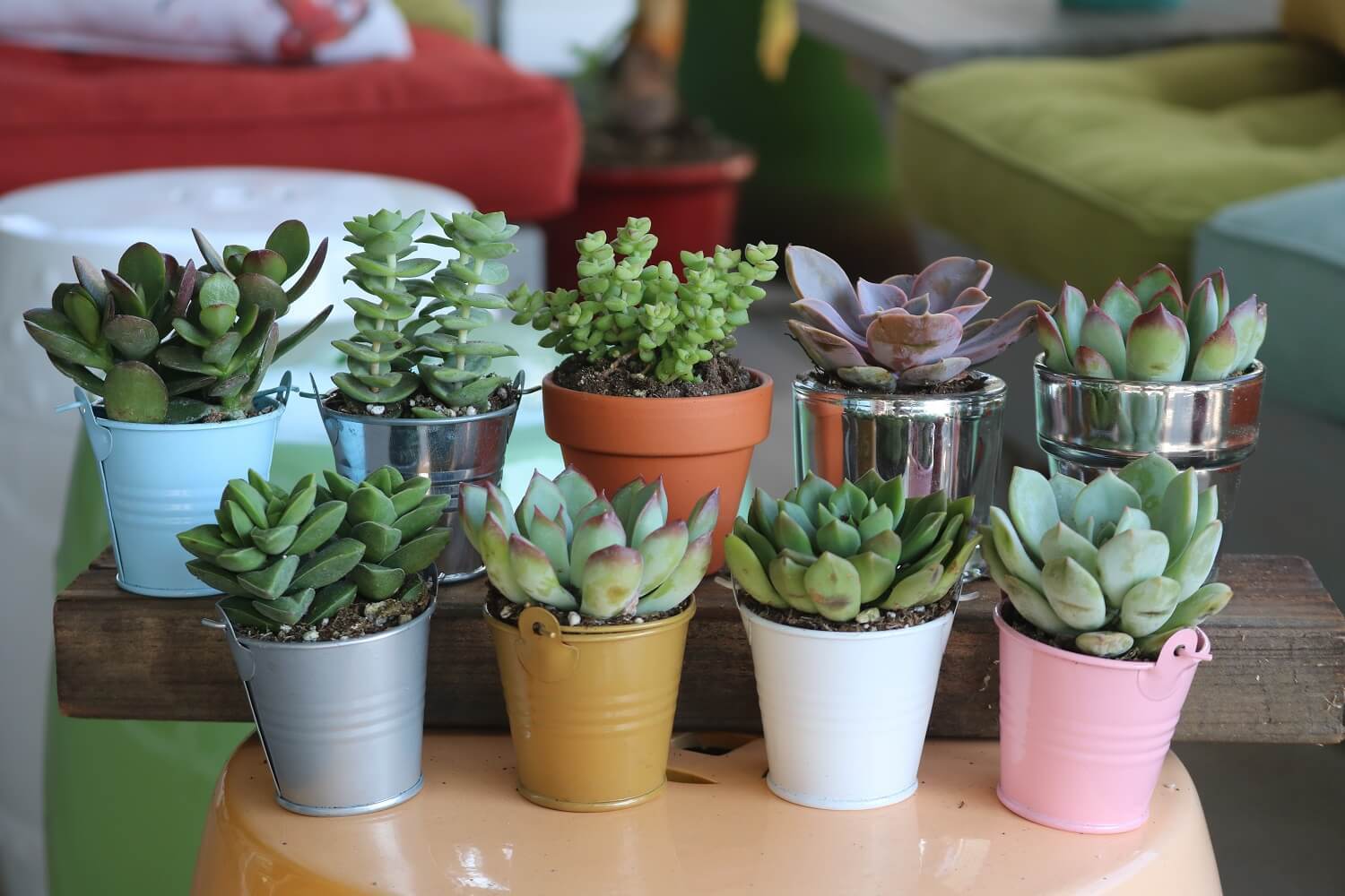 2.5" Rosette Succulents-Succulent - Small - Favor-The Succulent Source