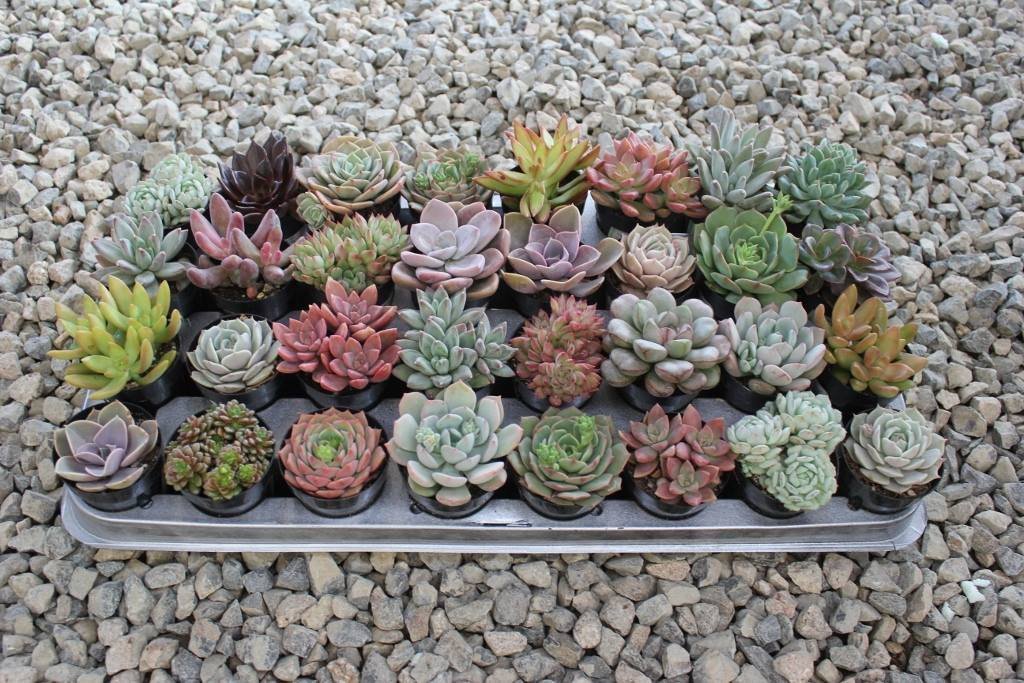2.5" Rosette Succulents bulk wholesale succulent prices at the succulent source - 1
