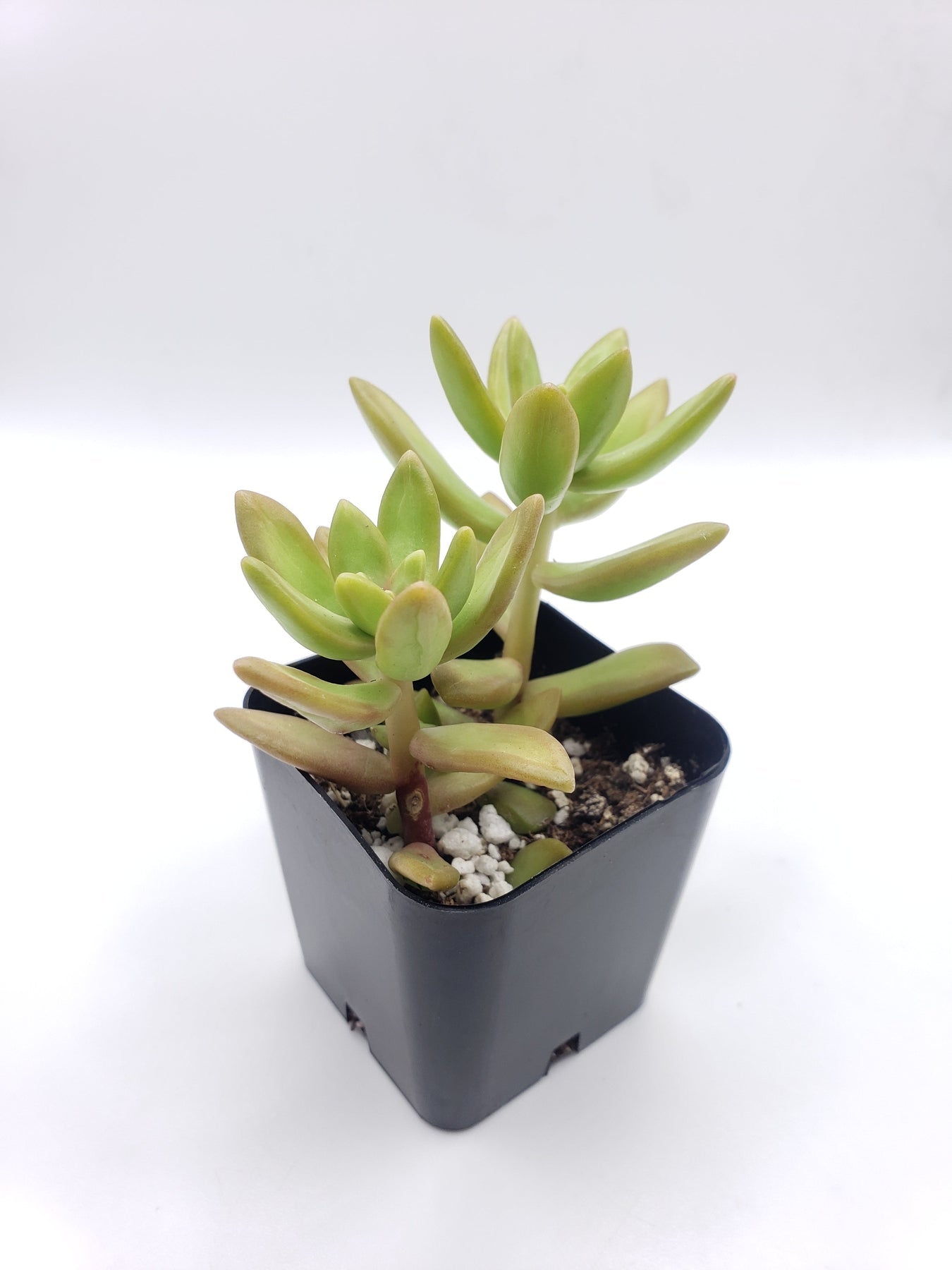copper succulent plant #3 Sedum Coppertone