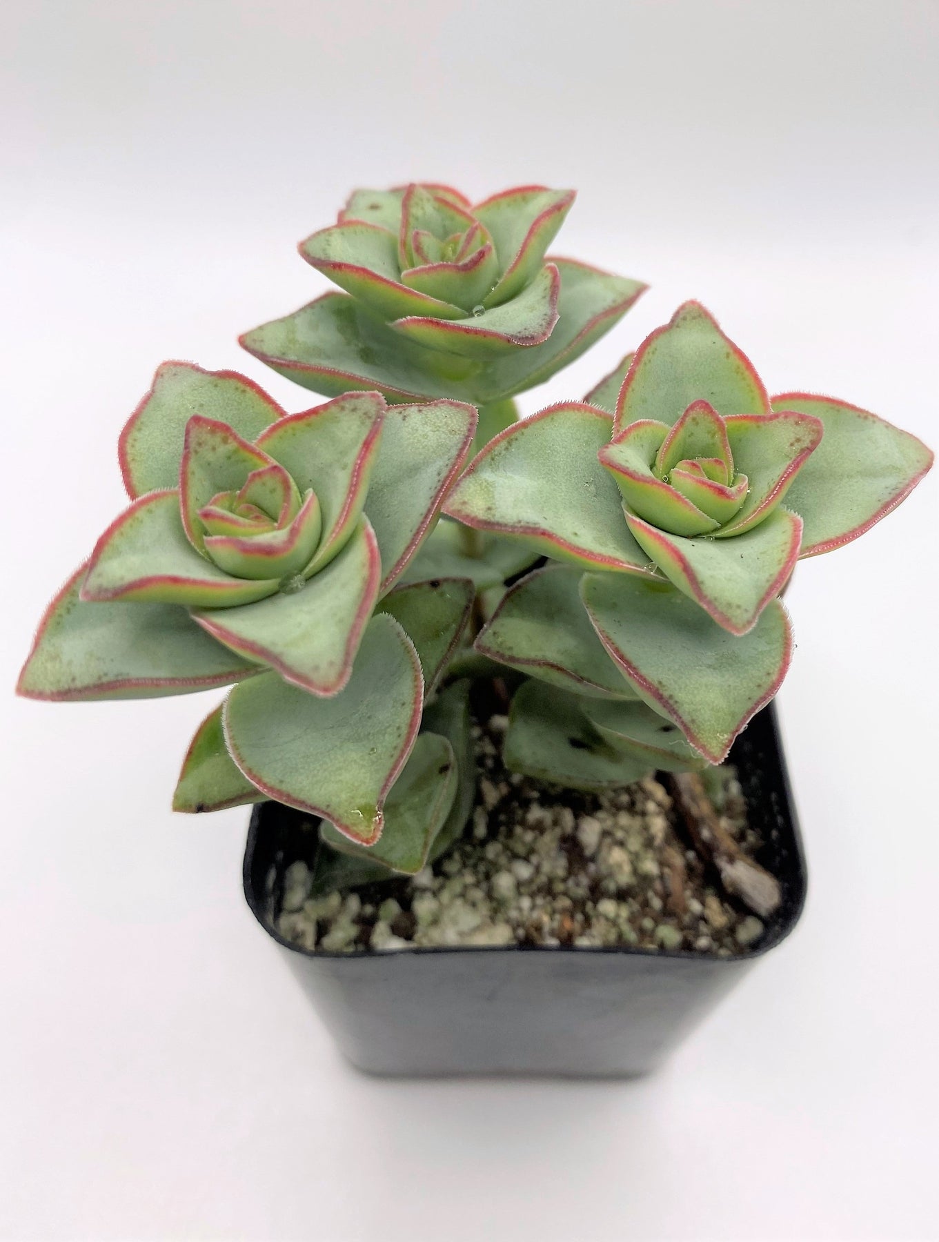 #30 Crassula Perforata String of Buttons-Succulent - Small - Exact 2in Type-The Succulent Source