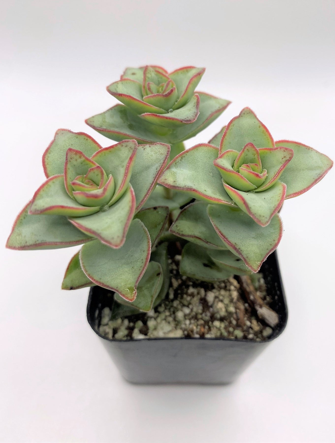 string of buttons succulent #30 Crassula Perforata String of Buttons