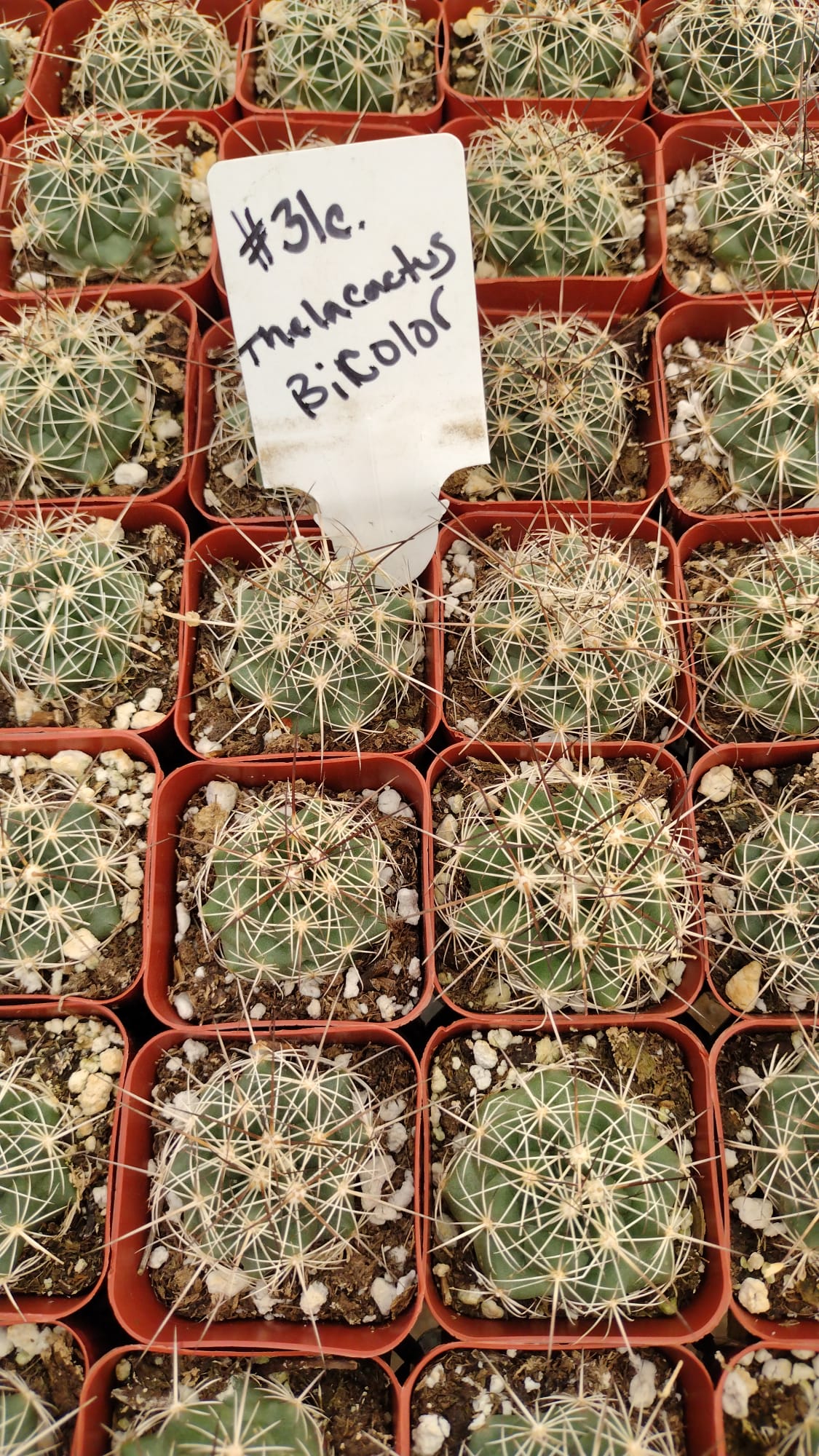 #31c Thelocactus Bicolor-Cactus - Small - Exact Type-The Succulent Source