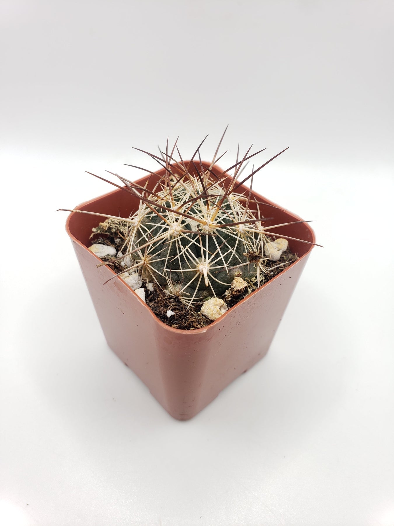 #31c Thelocactus Bicolor-Cactus - Small - Exact Type-The Succulent Source