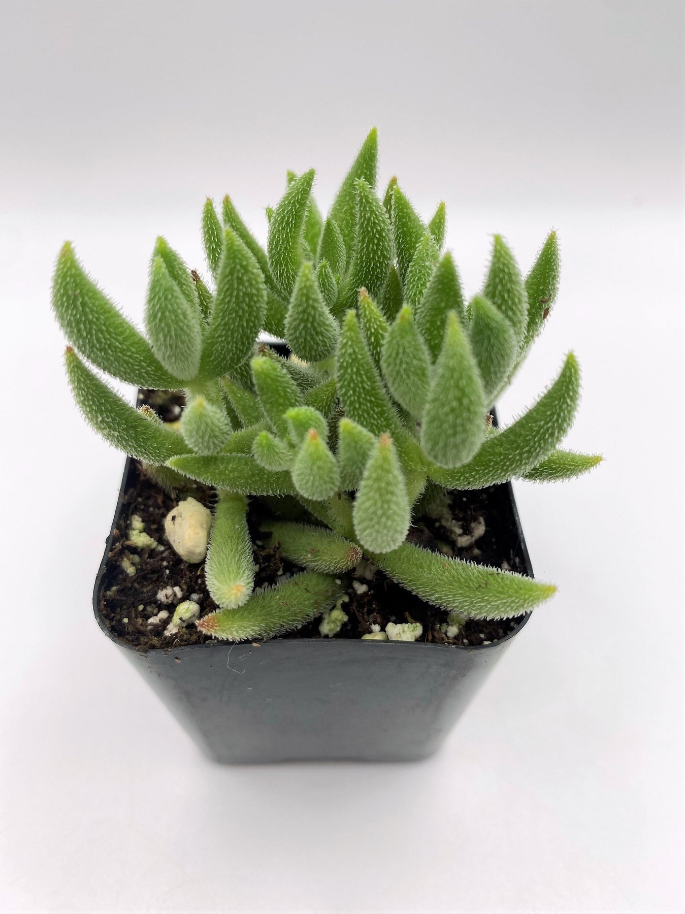#32 Crassula mesembryanthemoides Mini-Succulent - Small - Exact 2in Type-The Succulent Source