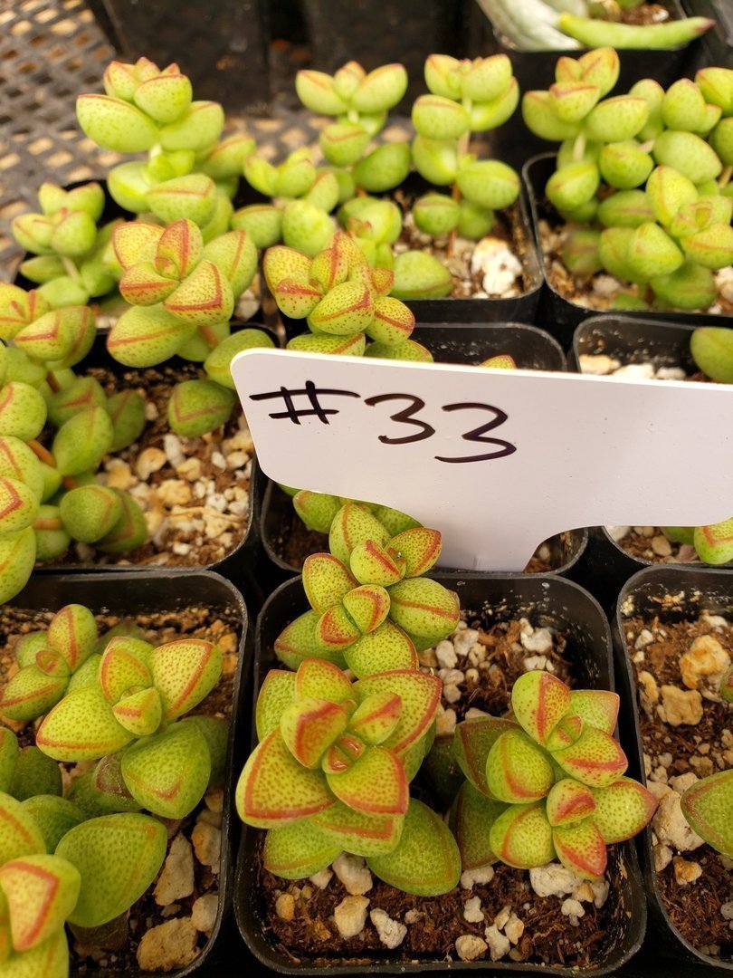 #33 Crassula-Succulent - Small - Exact Type-The Succulent Source