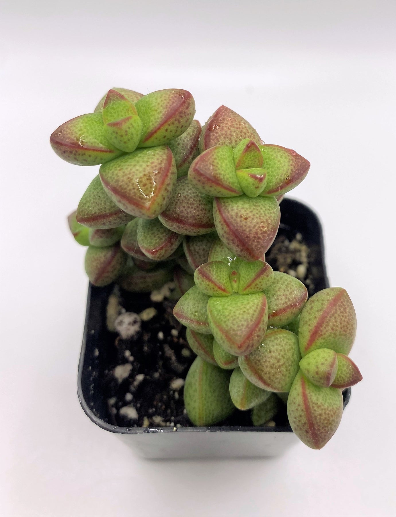 #33 Crassula Rupestris Monticola-Succulent - Small - Exact 2in Type-The Succulent Source