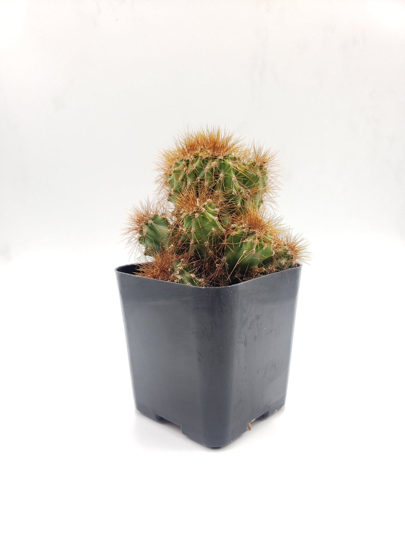 #33c Cereus Rapandus Monstrose-Cactus - Small - Exact Type-The Succulent Source