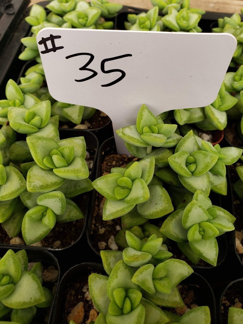#35 Crassula-Succulent - Small - Exact Type-The Succulent Source