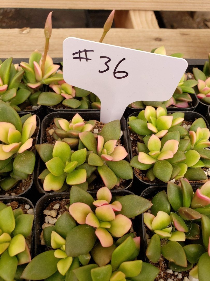 #36 Anacampaseros rainbow-Succulent - Small - Exact Type-The Succulent Source
