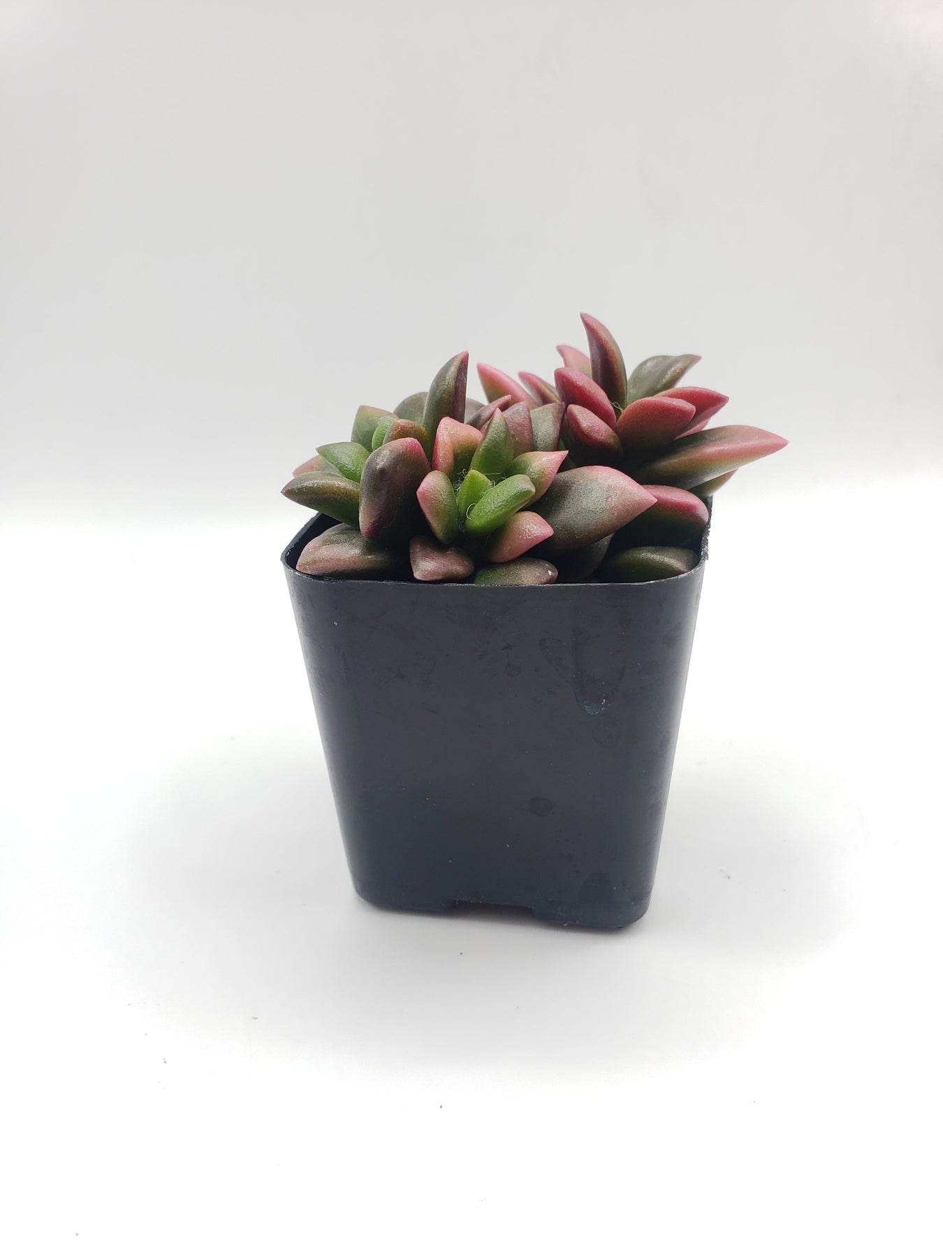 #36 Anacampaseros rainbow-Succulent - Small - Exact 2in Type-The Succulent Source