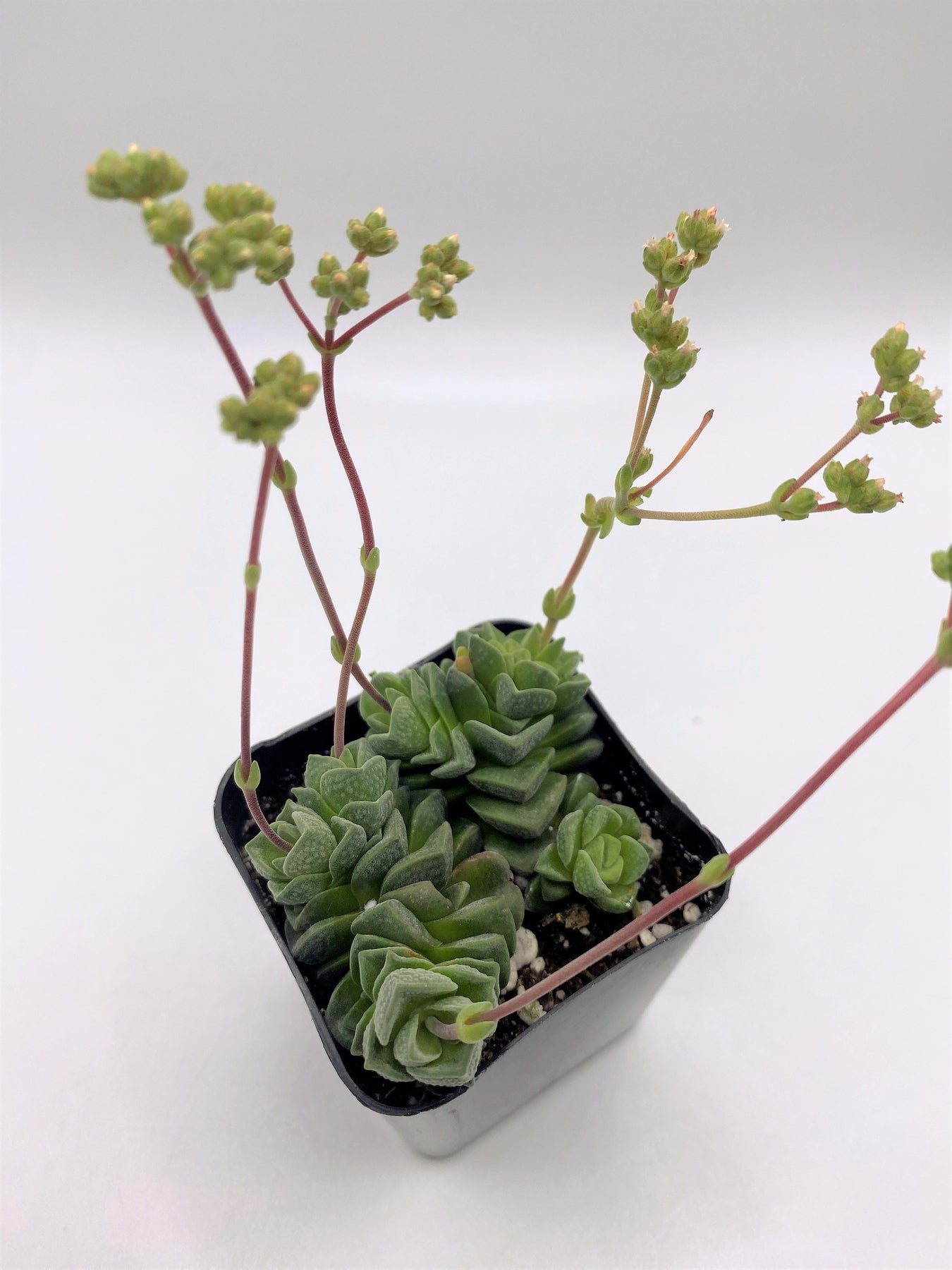 #38 Crassula Dorothy-Succulent - Small - Exact 2in Type-The Succulent Source