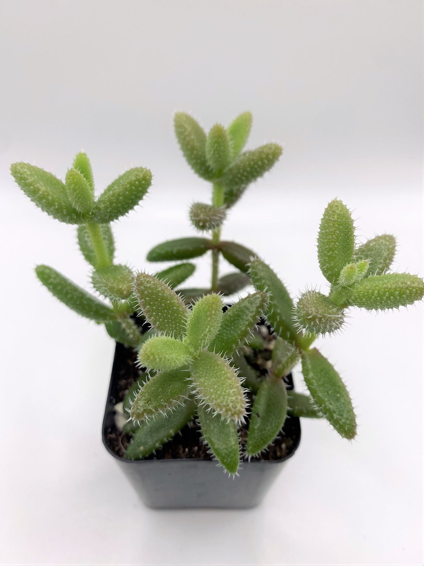 delosperma succulent plant #39 Delosperma echinatum
