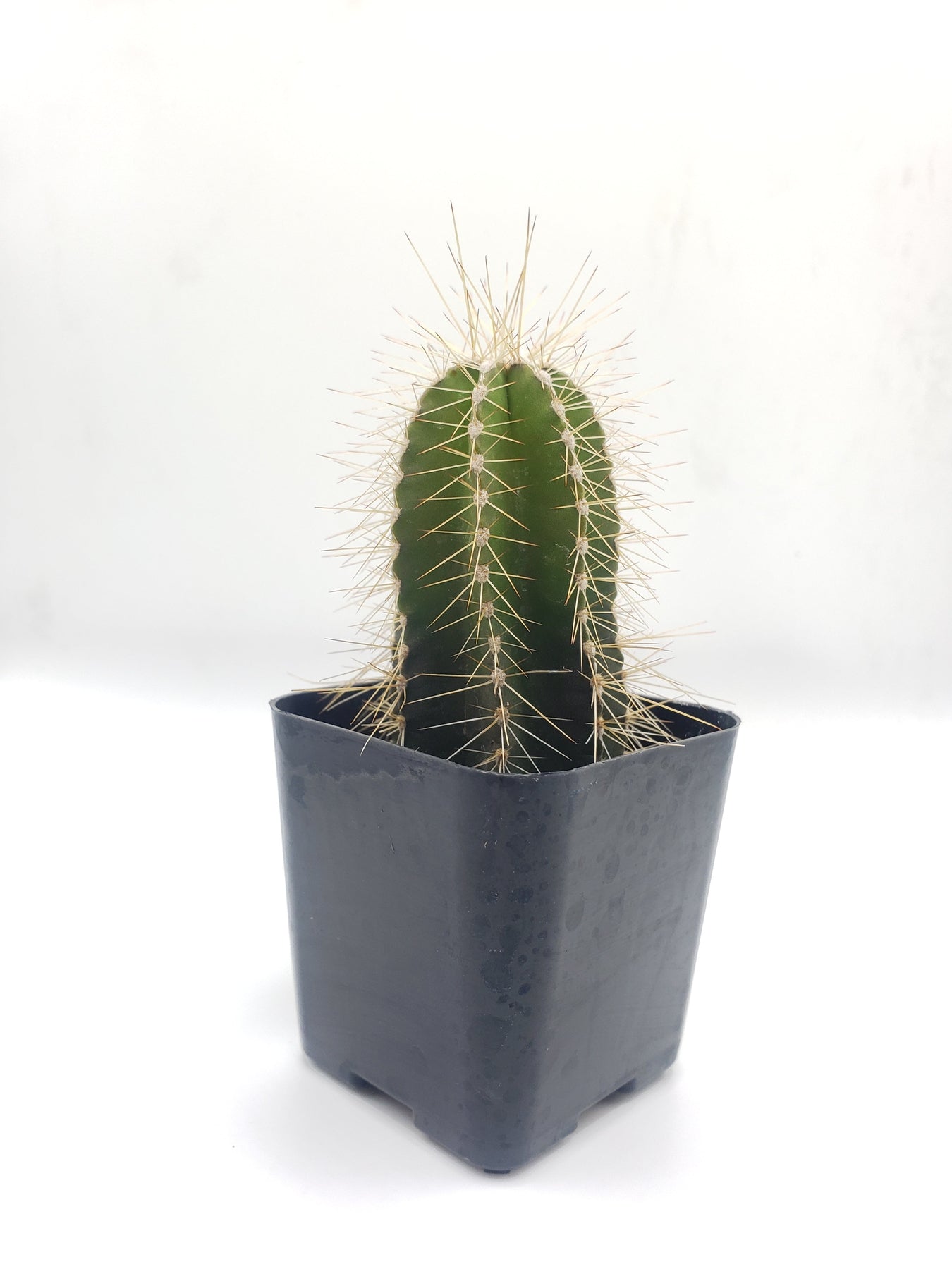 #3C Lemaireocereus dumortieri 2"-Cactus - Small - Exact Type-The Succulent Source
