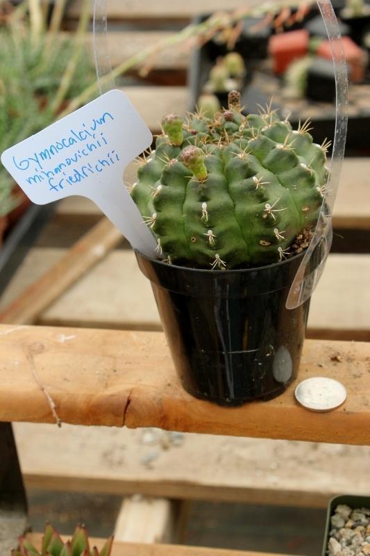 Cactus EXACT Species in 3.5" containers by BLAISE-Cactus - Small-The Succulent Source