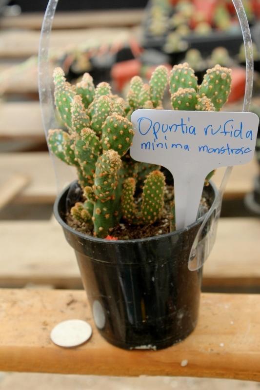 Cactus EXACT Species in 3.5" containers by BLAISE-Cactus - Small-The Succulent Source