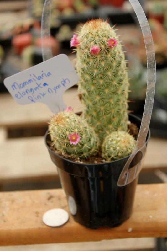 Cactus EXACT Species in 3.5" containers by BLAISE-Cactus - Small-The Succulent Source