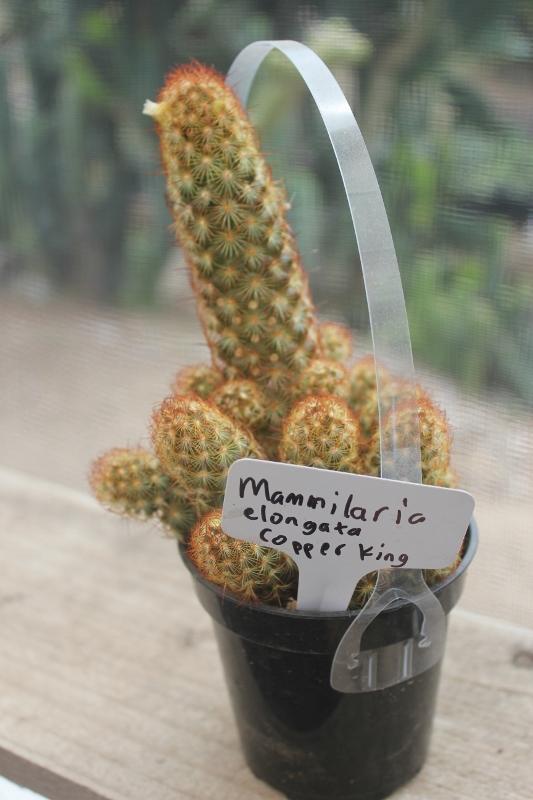 Cactus EXACT Species in 3.5" containers by BLAISE-Cactus - Small-The Succulent Source