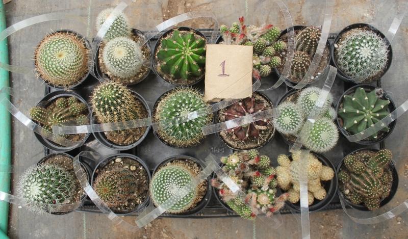 Cactus EXACT Species in 3.5" containers by BLAISE-Cactus - Small-The Succulent Source