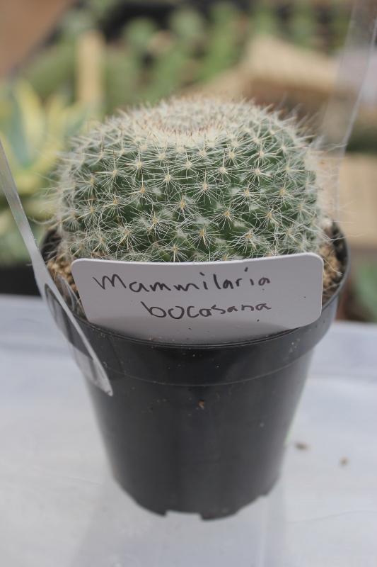 Cactus EXACT Species in 3.5" containers by BLAISE-Cactus - Small-The Succulent Source