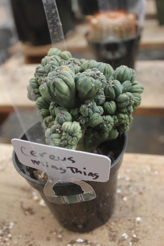 Cactus EXACT Species in 3.5" containers by BLAISE-Cactus - Small-The Succulent Source