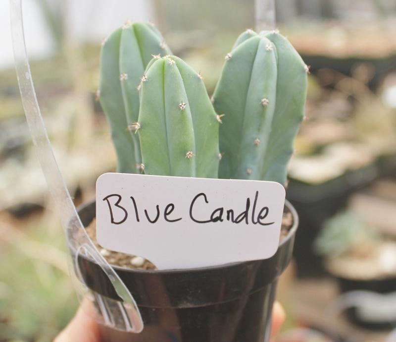 Cactus EXACT Species in 3.5" containers by BLAISE-Cactus - Small-The Succulent Source