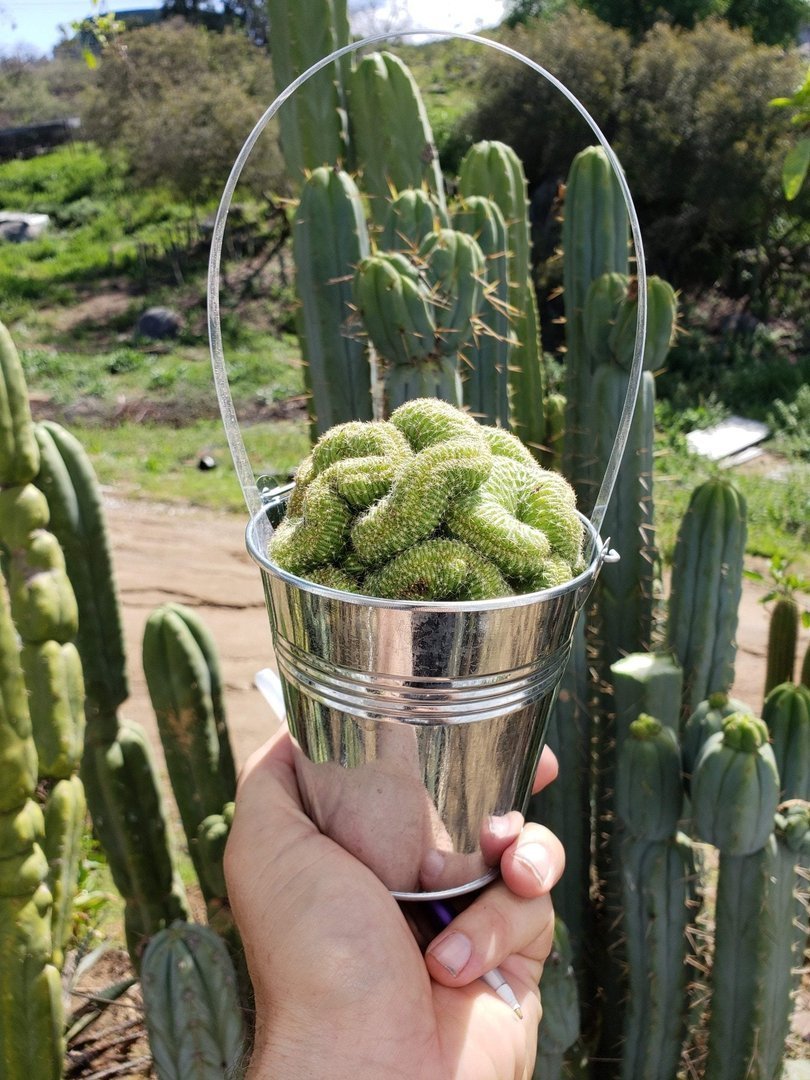 Cactus EXACT Species in 3.5" containers by BLAISE-Cactus - Small-The Succulent Source