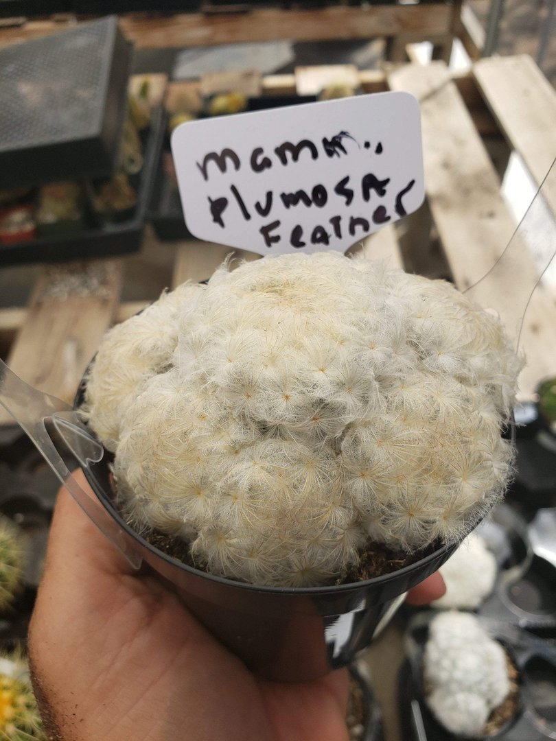 Cactus EXACT Species in 3.5" containers by BLAISE-Cactus - Small-The Succulent Source