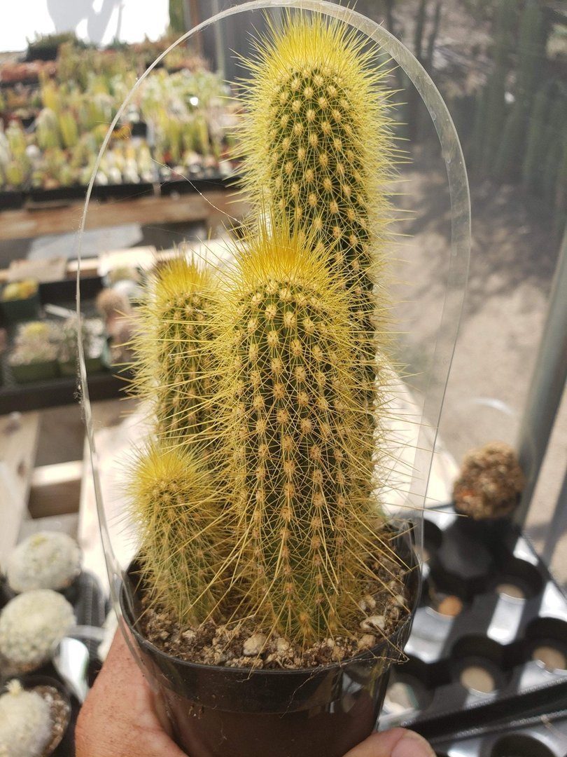 Cactus EXACT Species in 3.5" containers by BLAISE-Cactus - Small-The Succulent Source