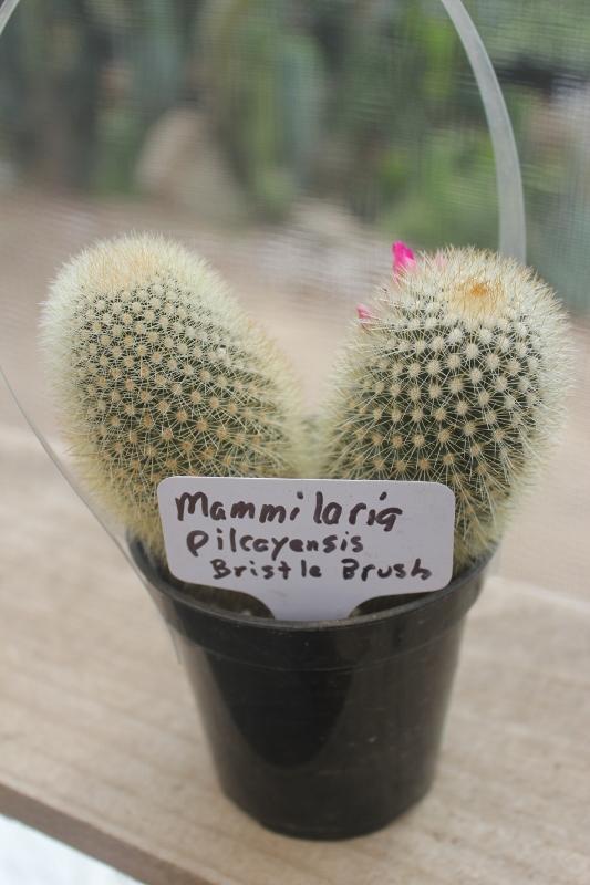 Cactus EXACT Species in 3.5" containers by BLAISE-Cactus - Small-The Succulent Source