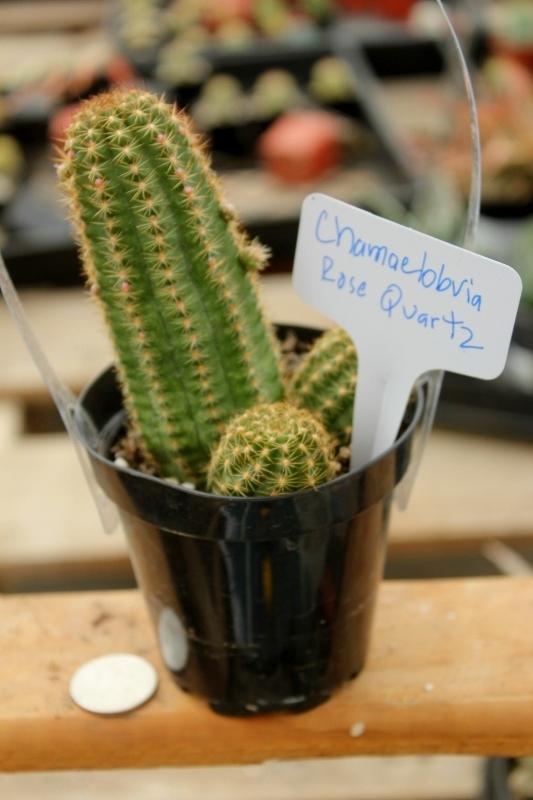 Cactus EXACT Species in 3.5" containers by BLAISE-Cactus - Small-The Succulent Source